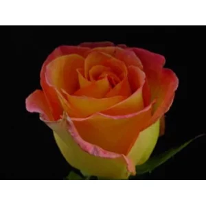 Роза "Атракцион"(Atraction)